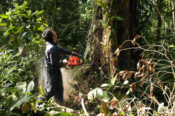 Best Tree Pruning Services  in High Rolls, NM